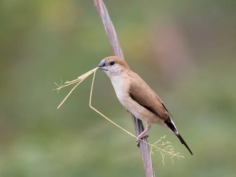 Indian silverbill or white-throated munia is a small passerine bird