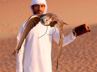 Photos: Majestic falcons train over Liwa desert near Abu Dhabi