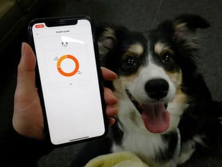 South Korean firm's smart dog collar tells owners what's in a bark