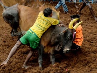 Photos: Bull taming sport 'Jallikattu' gets underway in Tamil Nadu