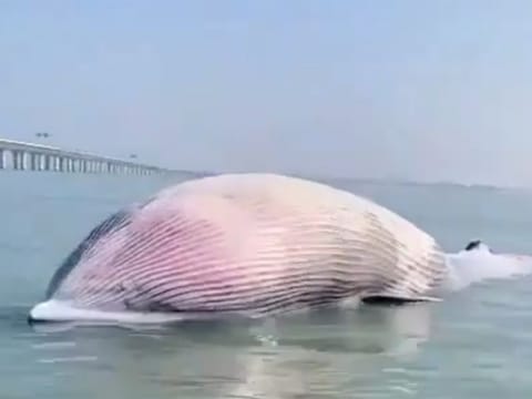 a 20-foot long dead whale that was found next to the Al Jaber Causeway. 