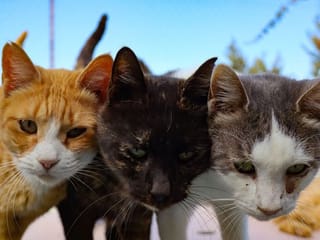 Photos: Cyprus cats out in the cold as COVID-19 pandemic bites