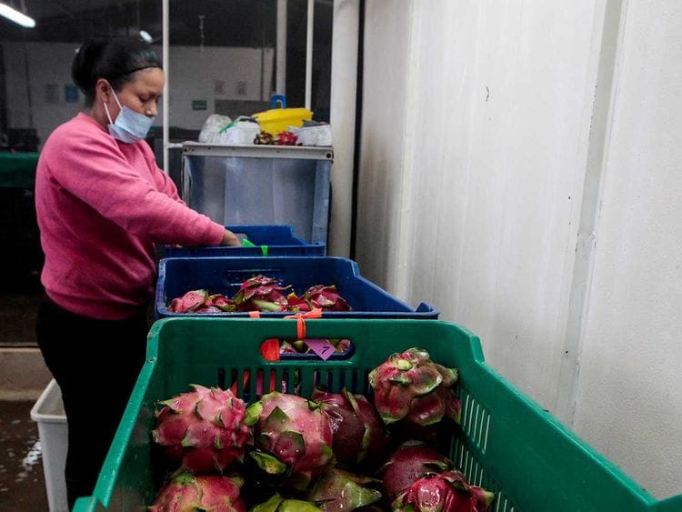 Dragon fruit