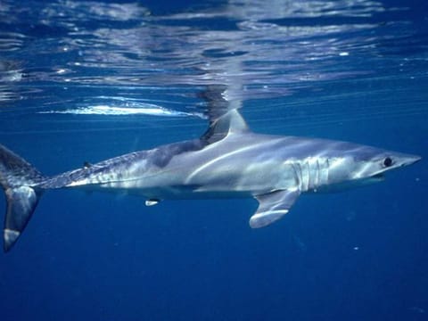 New research shows noise is putting marine life under immense stress.