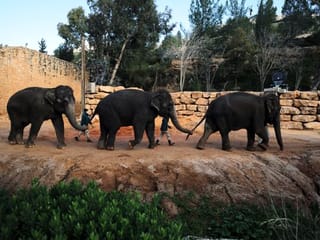 COVID-19 lockdown a lonely time for Jerusalem zoo animals
