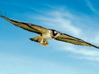 

Photos: Gulf News readers share pictures of beautiful birds and animals in the UAE and India
