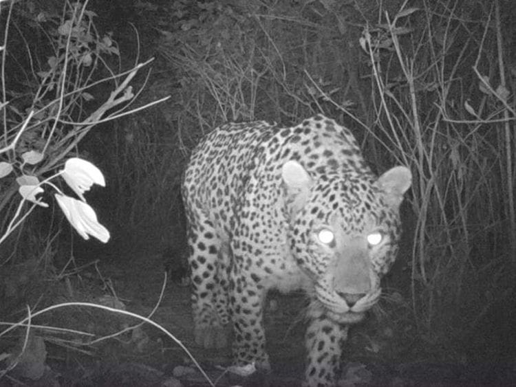 Leopard Islamabad Pakistan