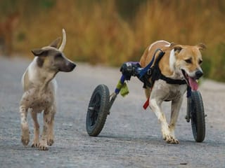 Photos: Thai shelter for disabled stray dogs threatened by COVID-19 pandemic 