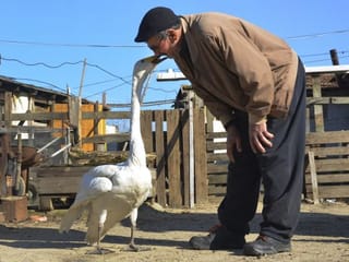 Photos: Turkish man strikes up 37-year friendship with swan