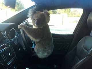 This photo released by Nadia Tugwell, shows a koala inside Tugwell's car in Adelaide, Australia on Monday, Feb. 8, 2021. The koala has been rescued after causing a five-car pileup while trying to cross a six-lane freeway in southern Australia. 