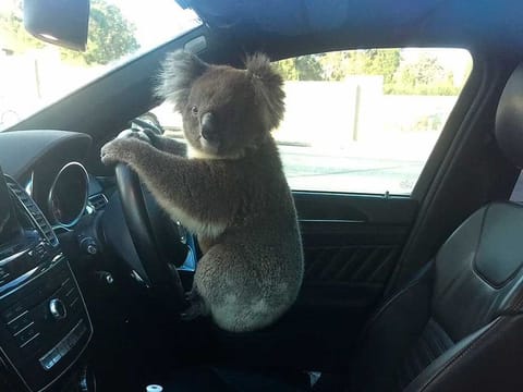 This photo released by Nadia Tugwell, shows a koala inside Tugwell's car in Adelaide, Australia on Monday, Feb. 8, 2021. The koala has been rescued after causing a five-car pileup while trying to cross a six-lane freeway in southern Australia. 