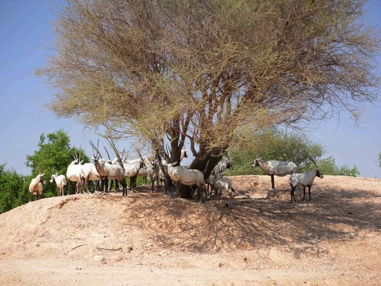 NAT AL AIN ZOO-1612966646946