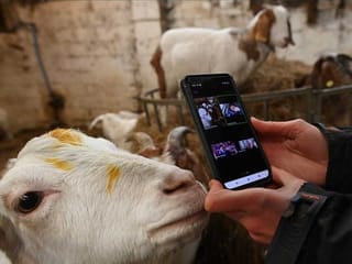 No kidding: Video calls with goats boost British farm