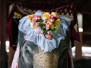 Couples in Thailand tie the knot on elephants on Valentine's Day 