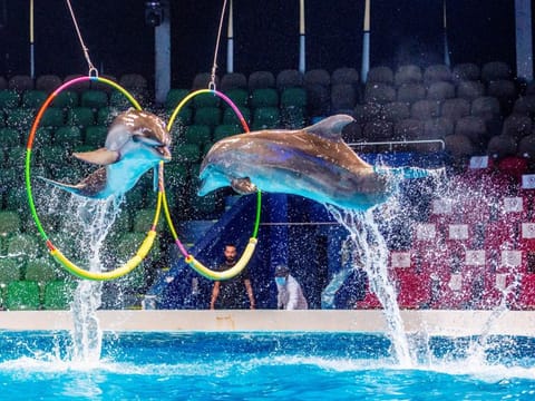 A show in progress at Dubai Dolphinarium.