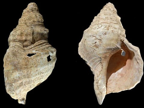 This combination of photos provided by researcher Carole Fritz in February 2021 shows two sides of a 12-inch (31 cm) conch shell discovered in a French cave with prehistoric wall paintings in 1931. Using modern microscopy techniques to examine how the shell was modified and hiring a French horn player to test it out, they found the shell could produce C, C sharp and D notes.