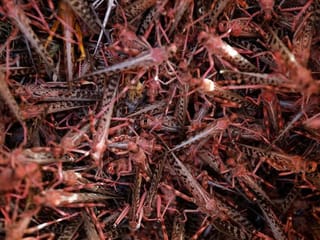 Farmers fight back: Making animal feed from a locust plague