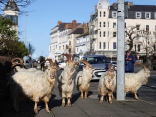 Goats invade streets of Welsh seaside town again