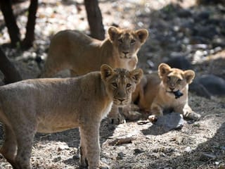 Photos: Endangered Asiatic lion prides conquer disease to roam free in Gujarat