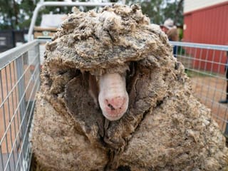 Baarack from the brink: Wild sheep rescued in Australia shorn of 35 kg fleece 