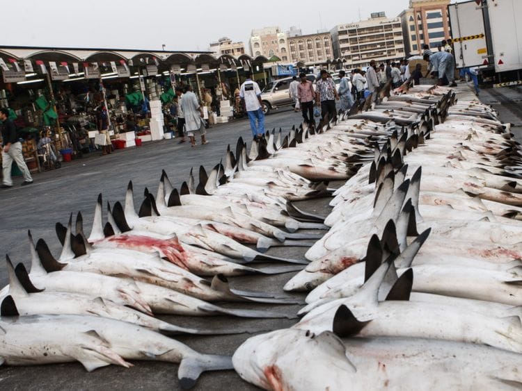 NAT SHARK FILE-1614171311934