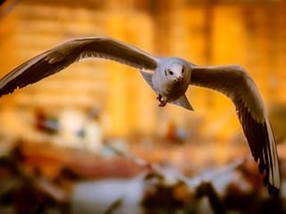 

Photos: Gulf News readers share pictures of birds in Abu Dhabi, Dubai, and Sharjah