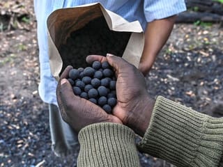 Photos: The simple 'seedballs' giving Kenya's forests a helping hand