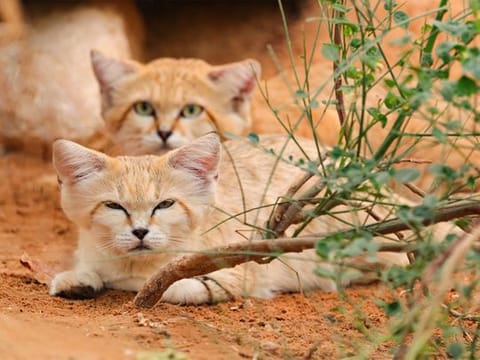 UAE: Al Ain Zoo raises awareness about conserving wildlife on World Wildlife Day