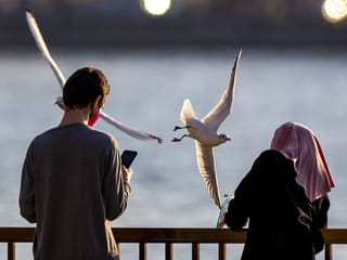 Photos: Seagulls in UAE, the graceful migratory birds