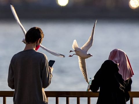 Photos: Seagulls in UAE, the graceful migratory birds