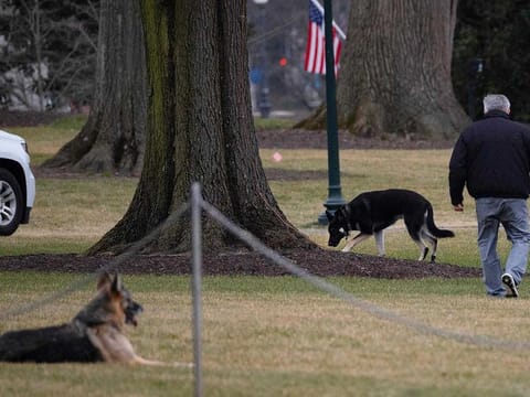 First dogs Champ and Major are seen on the South Lawn of the White House in Washington, DC.