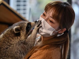 Raccoons to snakes: Shanghai animal cafes expand to exotics