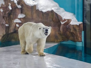 Photos: China hotel opens with polar bears on show