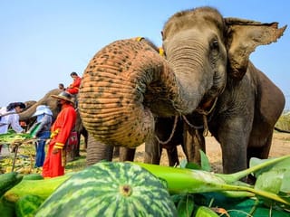 Photos: Thailand celebrates Elephant Day, hoping tourists will return