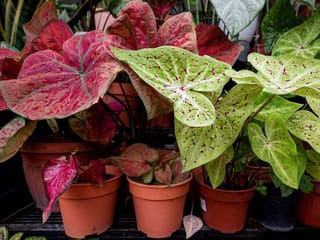 Bloom boom: Malaysians get passionate about pot plants