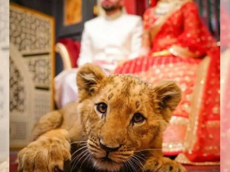 A lion cub used during a bridal photoshoot in Pakistan