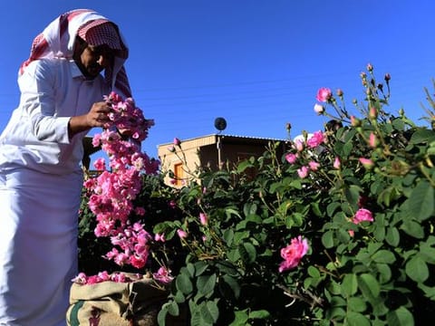 Saudi Arabia's fragrant legacy: Exploring Taif's rosewater distillation tradition