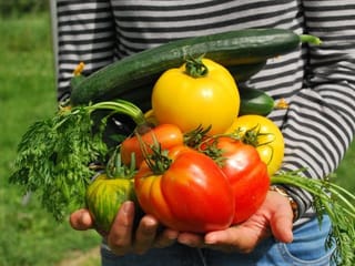 Kitchen gardens: Grow your own food at home