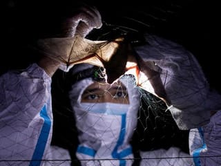 Philippines: By catching bats, these 'virus hunters' hope to stop the next pandemic 