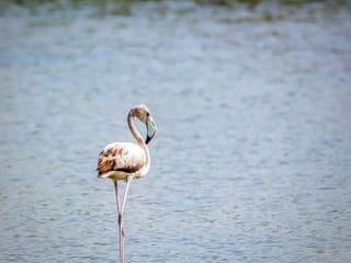 In Photos: Al Wathba Wetland Reserve in Abu Dhabi to temporarily close for bird nesting season 