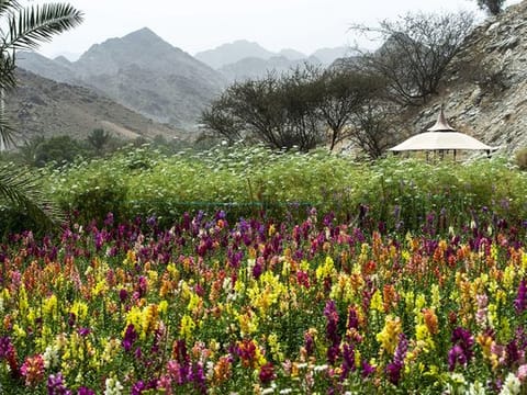 Look: Flower Farm at Wadi Asimah in Fujairah