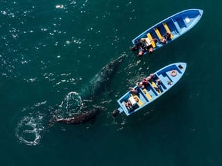 Photos: Mexico tourists have whale of a time as COVID-19 pandemic eases
