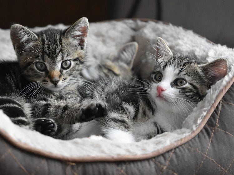 STOCK kittens