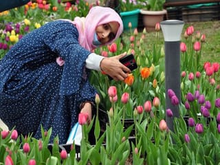 Photos: Tulip Festival at Srinagar's Tulip Garden