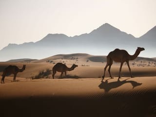 Photos: Gulf News reader shares pictures of the stunning desert in Sharjah, Ajman and Umm Al Quwain