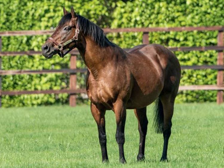 Godolphin's Dubawi