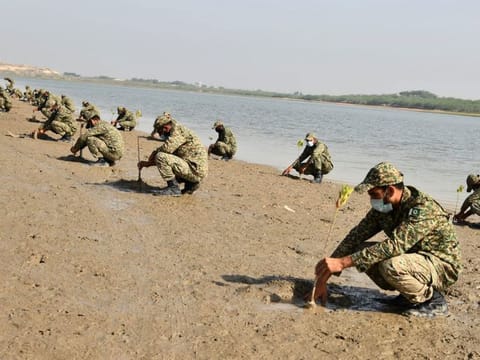 Mangroves – the large trees that grow quickly in saltwater at the edge of the coastal zone serve as the first line of defence against flooding and erosion in tropical and subtropical regions.