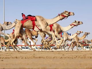 Photos: Camels equipped with robot jockeys race at Dubai's Al-Marmoom heritage village