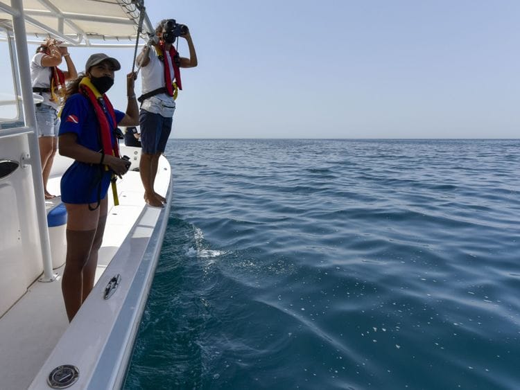 NAT 211304 DOLPHIN SURVEY ARAMZAN 14-1618376342596