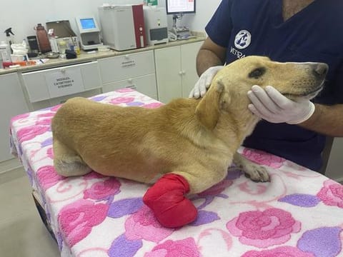 An animal rescue centre in Umm Al Quwain has offered a Dh10,000 reward for any information leading to the arrest of the person who chopped off a dog’s front leg 